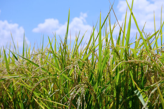 Fresh Ear of Rice in Paddy field, blue sky with clouds background