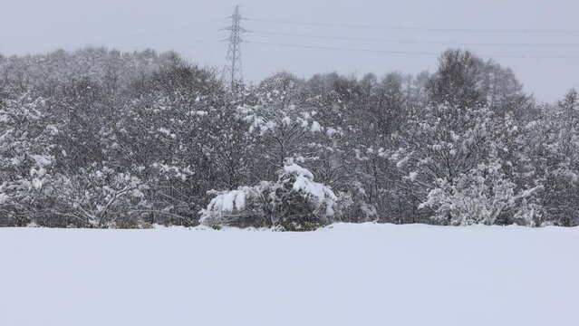 北海道　雪が降る森林　冬　イメージ
