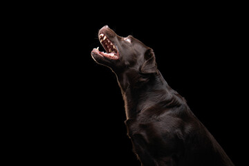 A chocolate Labrador Retriever dog tilts its head upwards, mouth agape, against a black background.