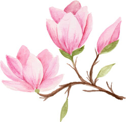 Watercolor pink magnolia flower 