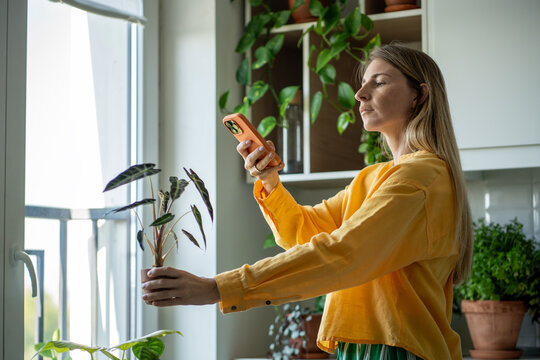 Concentrated middle-aged woman gardener taking plant photos with cellphone, posting in internet shop by using mobile app. Small business with plants. Green eco hobby of growing houseplants at home.