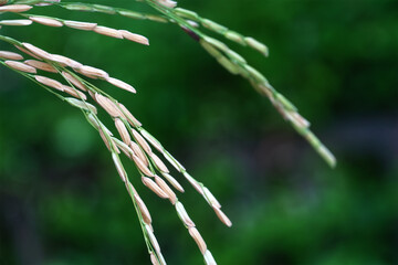 Ear of rice in Paddy field.