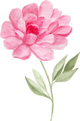 Watercolor pink peony flower