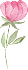 Watercolor pink peony flower
