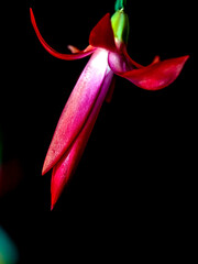 A blooming Christmas cactus in a pot on the windowsill on a dark background - 752681941