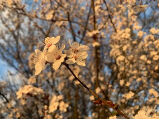 A close-up of a tree branch with white flowers, specifically cherry plum blossoms. The background is the sky and the scene captures the beauty of spring. 