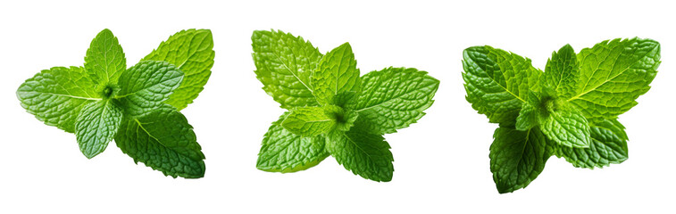 Mint leaf isolated. Fresh mint on white background. Set of mint leaves. Top view. Full depth of field. Perfect not AI mint leaf, true photo. - obrazy, fototapety, plakaty