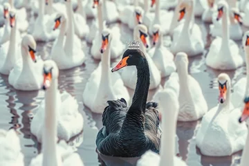 Deurstickers a black swan in the middle of many other white swans © pham