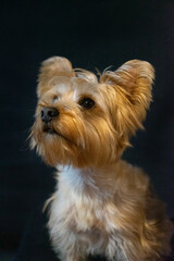 yorkshire terrier puppy