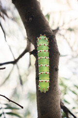 close up of a caterpillar on a tree