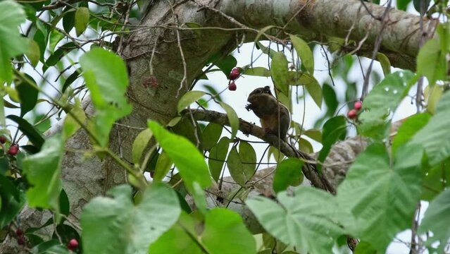 Eating fruits as seen deep in the foliage of a fruiting tree while the camera zooms out and slides to the right, Burmese Striped Squirrel Tamiops mcclellandii, Thailand