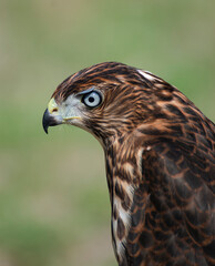 close up of a falcon