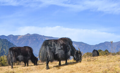 Yaks grazing in the mountains of Bhutan