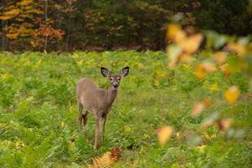 Deer feeding in lush green field in NH in autumn