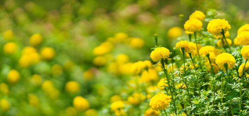 Closeup of yellow Marigold flower under sunlight with copy space using as background natural green plants landscape, ecology wallpaper cover page concept.