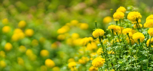 Zelfklevend Fotobehang Closeup of yellow Marigold flower under sunlight with copy space using as background natural green plants landscape, ecology wallpaper cover page concept. © Montri Thipsorn