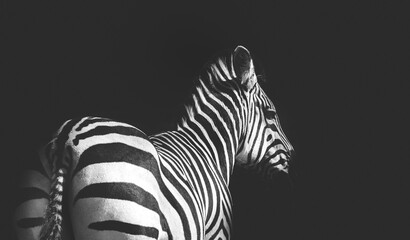 zebra on black