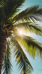 Fototapeta premium Sunlight peeking through tropical palm leaves against a clear sky.