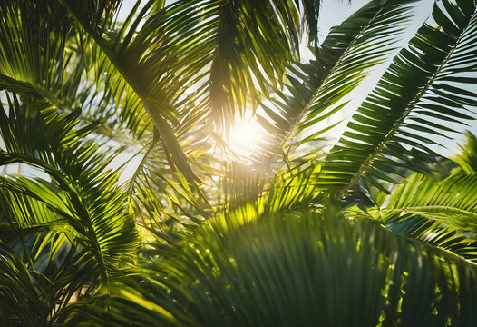 Sunlight peeking through lush green palm leaves, creating a tranquil tropical backdrop.