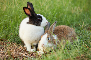 cute rabbits sitting and looking to something on the field