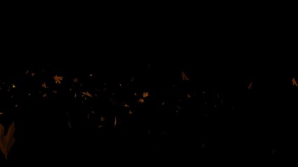 Flying autumn leaves over black background. Element Overlay, green screen, alpha effect -4k Seamless Loo