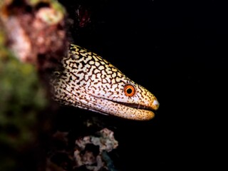黒抜きのワカウツボ