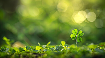 closeup of a lucky shamrock with a blurred background