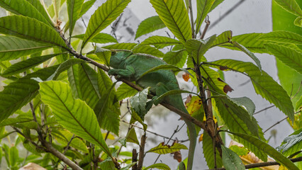 A bright green chameleon lurked on a tree branch among the foliage. Side view. Madagascar. Kennel reptiles Peyriyar © Вера 