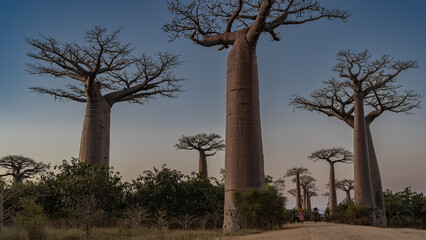The famous baobab alley at sunset. Tall trees with thick trunks and compact crowns against the...