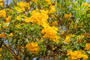 Beautiful yellow flower bush on the tree