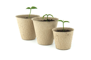 Green seedlings sprouting from pots placed on white