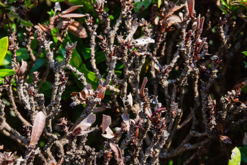 Dry branches in the daffodil tree