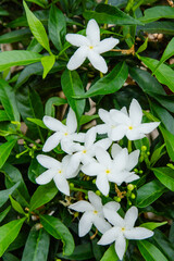 Many white flowers on the tree