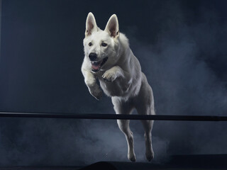  Captivated White Swiss Shepherd in mid-leap, studio lighting highlights its focus. The elegant...