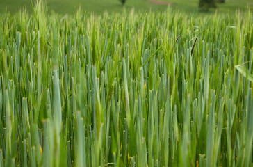 Green wheat grass growing in a field near Potzbach, Germany on a spring day.