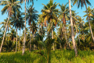 Fototapeta premium Palm trees leading to the beach,travel summer on island