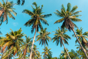 Fototapeta na wymiar Palm trees leading to the beach,travel summer on island