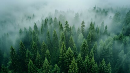 Misty Forest Aerial Photograph with Pine Trees. Foggy, Atmospheric Nature Background