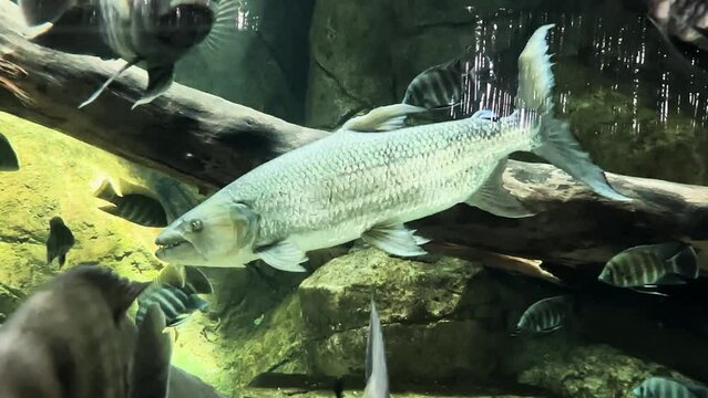 Goliath Tigerfish Floating Among a School of Zebra Tilapia Close Up