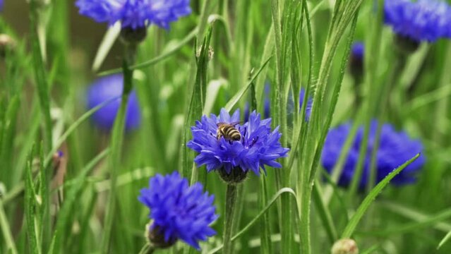 Bee collecting pollen from cornflower
