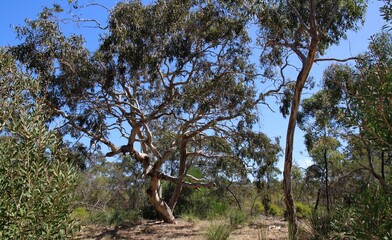 Natural South Australian bushland with Blue Gum, Pink Gum and Coastal Wattle