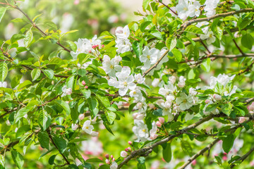 Fresh pink flowers of a blossoming apple tree with blured background