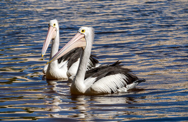 Australian Pelican Pelecanus conspicillatus with big black and yellow eyes. Australia