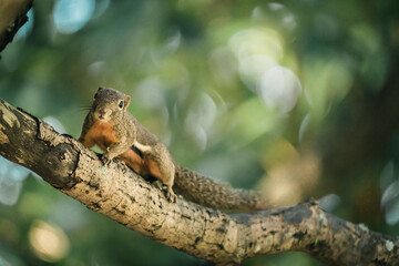 the furry explorer an adorable plantain squirrel frolicking on a tree branch