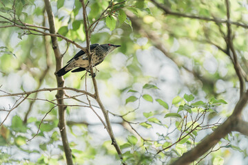 an immature asian glossy starling bird on a branch