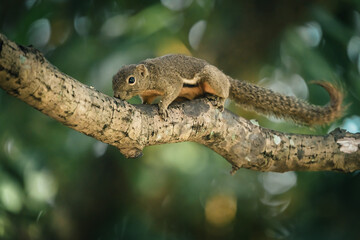 charming plantain squirrel in bokeh wonderland