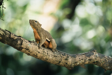 cute curious plantain squirrel on branch adventure