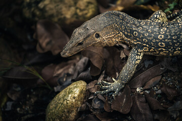 asian water monitor lizard the predator eyes on prey
