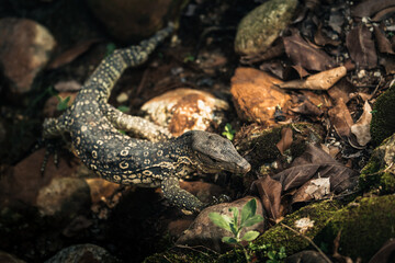 a young asian water monitor lizard crawling in the rocky ditch