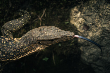 a mysterious predator quest of an asian water monitor lizard